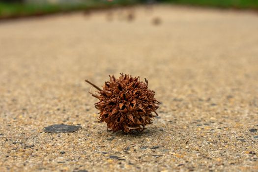 A Brown Spiked Seed Pod in the Middle of the Beige Sidewalk in Suburban Pennsylvania