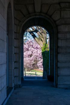 A Large Pink Cherry Blossom Tree Through an Arch at Elkins Estate