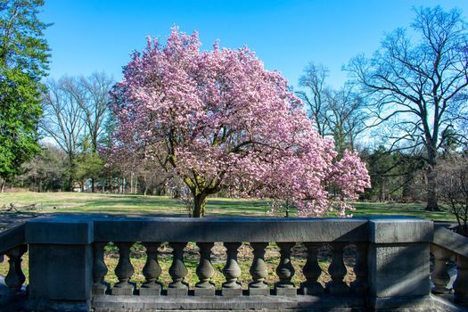 A Pink Cherry Blossom Tree Over a Concrete Railing at Elkins Estate