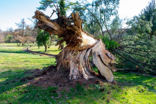 A Split Stump With a Large Fallen Tree After a Storm at the Elkins Estate