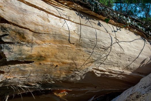 A Close Up Shot of a Tree Freshly Stripped of Its Bark