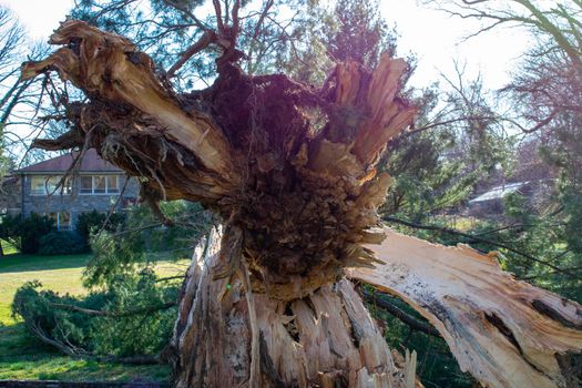 A Split Stump With a Large Fallen Tree After a Storm at the Elkins Estate