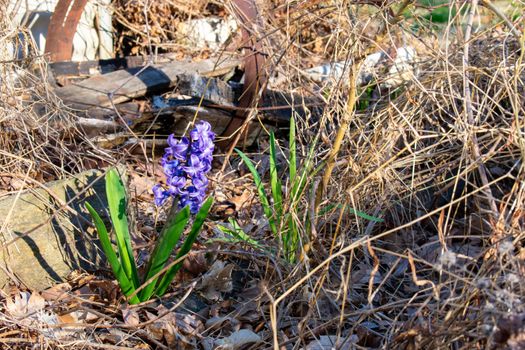 A Small Purple Flower in a Patch of Dead Grass and Rotting Wood