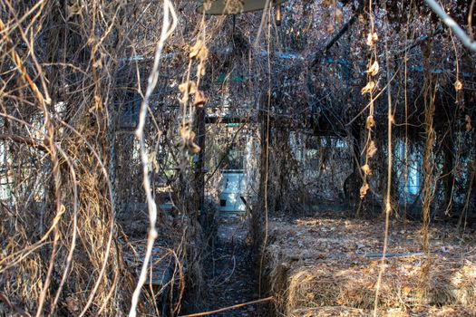 Inside an Old and Abandoned Greenhouse Full of Dead Vines Hanging From the Ceiling