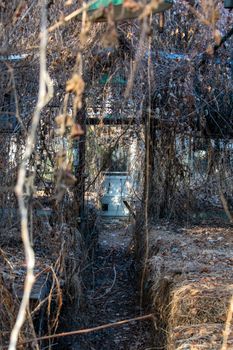 Inside an Abandoned Greenhouse Full of Dead Plants And Vines Hanging From the Ceiling