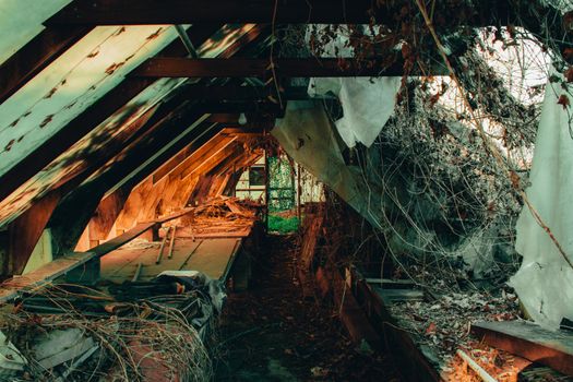 Inside an Old and Abandoned Wooden Greenhouse With a Room Full of Live Plants at the End