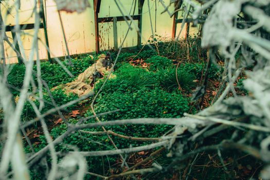 Looking Through a Hole in The Canvas Roof of an Abandoned Greenhouse Into a Room With Grass and Plants Growing and Thriving