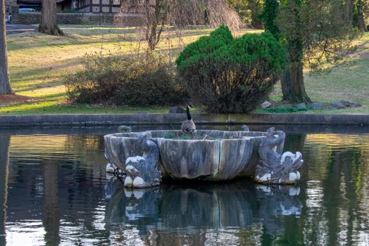 A Canadian Goose Standing On An Old and Broken Fountain in the Middle of a Pond at the Elkins Estate