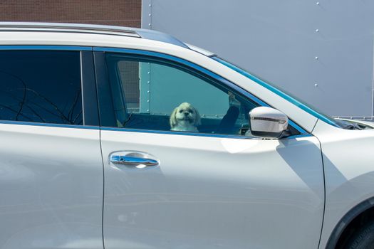 A Small White Dog Sticking Its Head Up Inside of a White Car