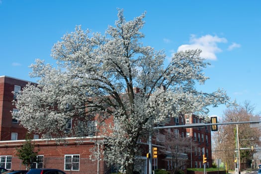 A White Cherry Blossom Tree on a Clear Blue Sky