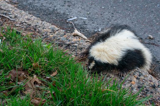 A Freshly Killed Dead Skunk on the Curb of a Road