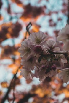 A Close Up Shot of a Small White Flower on a Tree at Sunset