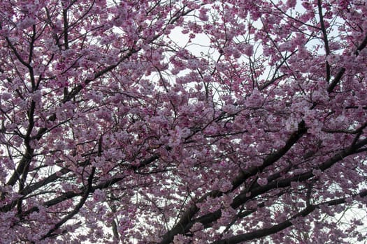 A Young Pink Cherry Blossom Tree on an Overcast Sky in Suburban Pennsylvania