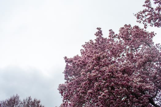 A Large Pink Cherry Blossom Tree on an Overcast Sky