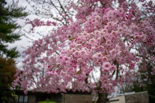 A Young Pink Cherry Blossom Tree on the Lawn of a Business in Suburban Pennsylvania