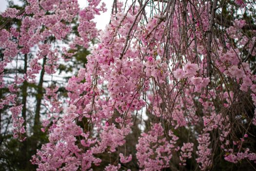 A Young Pink Cherry Blossom Tree on the Lawn of a Business in Suburban Pennsylvania