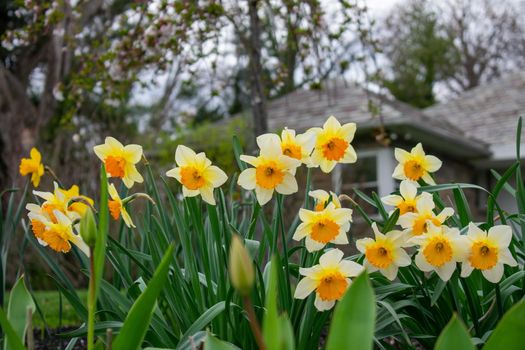 Yellow and Orange Tulips in a Patch of Grass in the Spring