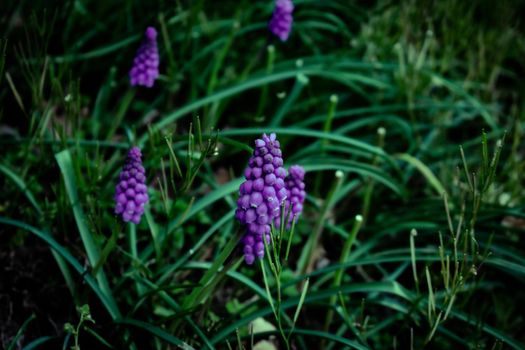 Tiny Purple Flowers in a Patch of Dark Green Grass