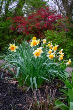 Yellow and Orange Tulips in a Patch of Grass in the Spring