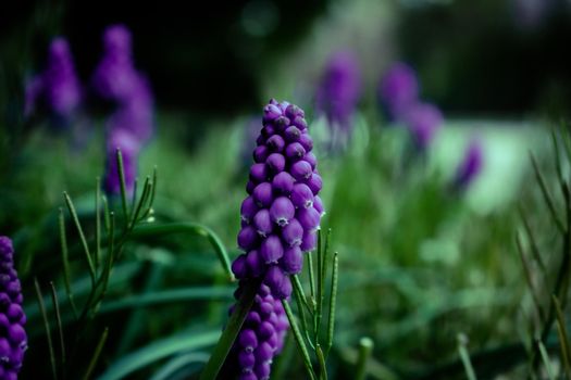 Tiny Purple Flowers in a Patch of Dark Green Grass