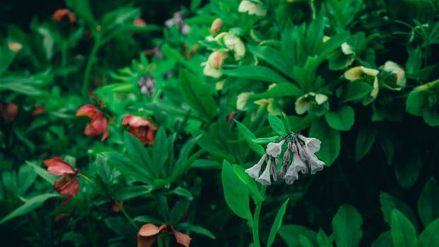 Small White Flowers Hanging From a Dark Green Bush