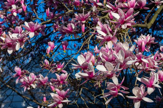 A Large Pink Cherry Blossom Tree on a Suburban Front Yard in Pennsylvania