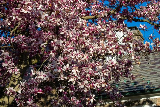 A Large Pink Cherry Blossom Tree on a Suburban Front Yard in Pennsylvania