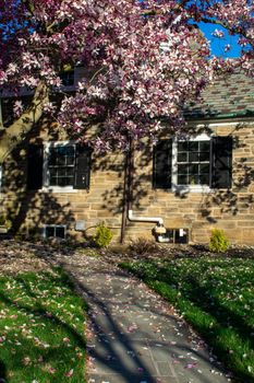 A Large Pink Cherry Blossom Tree on a Suburban Front Yard in Pennsylvania