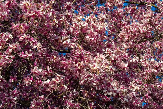 A Large Pink Cherry Blossom Tree on a Suburban Front Yard in Pennsylvania