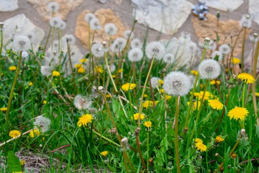 A Patch of White and Yellow Dandelions in grass With a Cobblestone Wall Behind Them