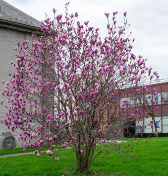 A Small Pink Cherry Blossom Tree on an Overcast Sky on a Freshly Mowed Lawn in Suburban Pennsylvania
