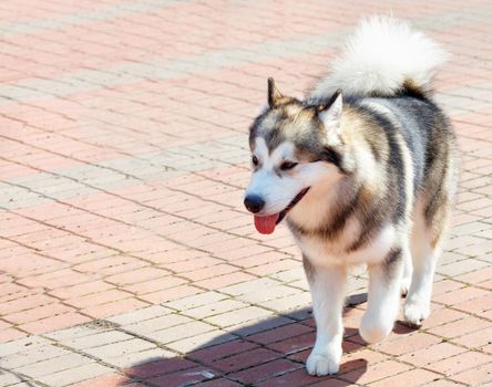 The dog of the Alaskan Malamute breed is very smart, outwardly the dog looks like a wolf.