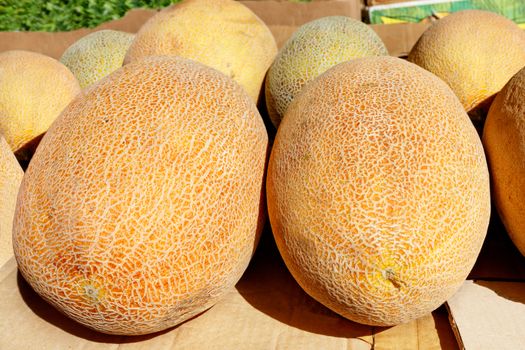 Sweet orange ripe melons on the market counter. A large number of delicious melons in a stack, selective focus.