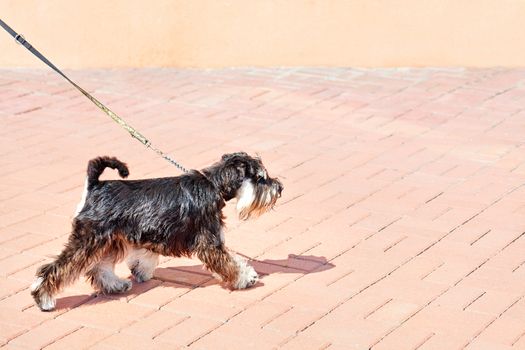 Schnauzer looks ahead, walks and is held back by a thin leather leash on a bright sunny day, image in copy space.