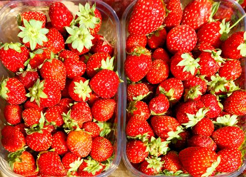 Red ripe strawberries are collected in plastic containers and sold in street markets, top view.