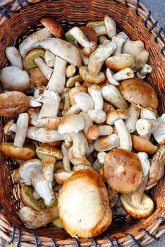 Heap of fresh edible porcini mushrooms are collected in an old wicker basket, close-up.