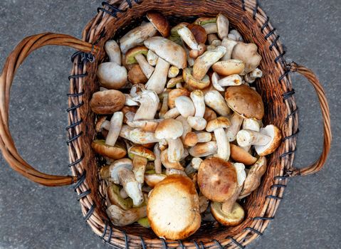 Heap of fresh edible porcini mushrooms are collected in an old wicker basket, standing on the asphalt, close-up.