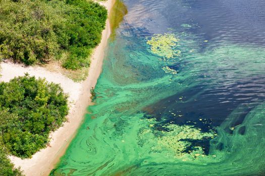 Blue-green algae cover the surface of the flowering water river with a film along the coast. River water pollution. Environmental problems. Copy space.