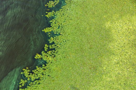 Green algae gradually cover the surface of the blooming water, the concept of pollution of the water surface of the earth, copy space.