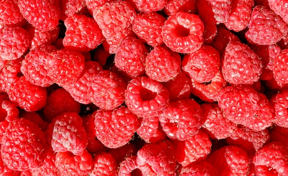 Red and ripe raspberries close-up in bulk in sunlight, for sale, background and texture, close-up, top view.