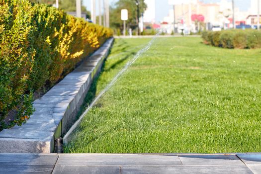 Water is sprayed with a sprinkler system, watering the green lawn, selective focus, slight blurring of the background, space for text.