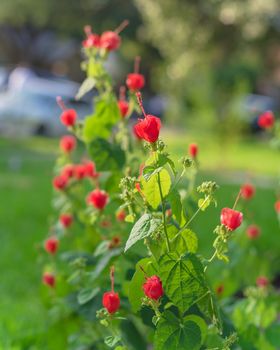 Blossom Turk's cap or Malvaviscus arboreus red flowers at front yard of residential house with blurry parked cars in background. Homegrown tropical Wax mallow near Dallas, Texas, America