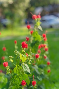 Blossom Turk's cap or Malvaviscus arboreus red flowers at front yard of residential house with blurry parked cars in background. Homegrown tropical Wax mallow near Dallas, Texas, America