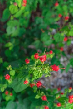 Top view blooming bush of Malvaviscus arboreus (Turks Cap, Sleeping Hibiscus or Wax mallow). Blossom turban–like flowers in bright red tube shaped. Coarse textured plant native to south Texas, America