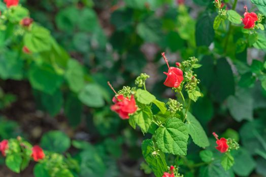 Selective focus Turk's cap or Malvaviscus arboreus red flowers at front yard of residential house near Dallas, Texas, America. Drought tolerant bush with abundant suckers upright stems from the base