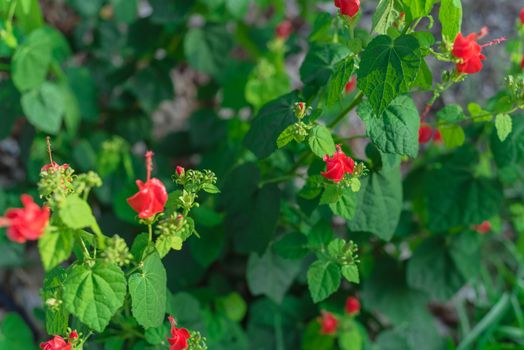 Selective focus Turk's cap or Malvaviscus arboreus red flowers at front yard of residential house near Dallas, Texas, America. Drought tolerant bush with abundant suckers upright stems from the base