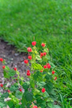 Blooming hibiscus like flowers of malvaviscus or Turks Cap flowering shrubs in garden beds and borders. Bright red Lady Tussel flower with green grass blurred background, macro image