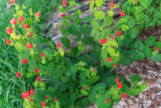 Blooming hibiscus like flowers of malvaviscus or Turks Cap flowering shrubs in garden beds and borders. Bright red Lady Tussel flower with green grass blurred background, macro image