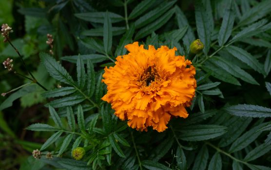 Orange marigold flower on a background of green leaves. Autumn flowers.