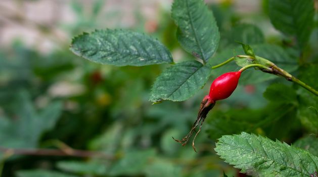 The wild rose Bush.Fresh ripe red rosehip on a green branch with leaves.